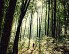 Montagnol forest discovery path - Crédit: @Cirkwi - Office de Tourisme Sidobre Vals et Plateaux